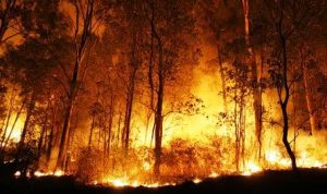 Warga Buntu Karua Toraja Utara Mengusi Disebabkan Kebakaran Hutan Sulae Meluas