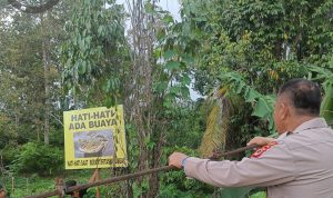 Kerap Muncul Buaya, Polsek Telluwanua Palopo Imbau Warga Harap Hati-hati Jalankan Aktivitas di Sungai