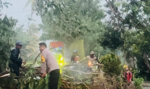 Bersihkan Pohon Tumbang, Kapolsek Malangke Ingatkan Bahaya Cuaca Ekstrim