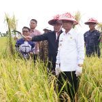 Panen Padi Ujicoba Varietas Cakrabuana, Basmin: Sumber Kehidupan Kita Dari Petani