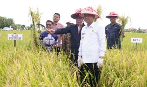 Panen Padi Ujicoba Varietas Cakrabuana, Basmin: Sumber Kehidupan Kita Dari Petani