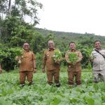 Pj Walikota Bersama Kadis Pertanian Panen Sayuran Hasil KWT Sendana