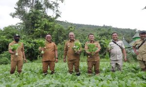 Pj Walikota Bersama Kadis Pertanian Panen Sayuran Hasil KWT Sendana