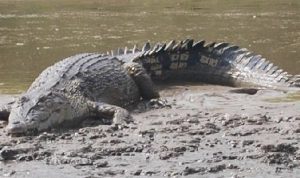 Diterkam Buaya, IRT di Luwu Ditemukan Tewas