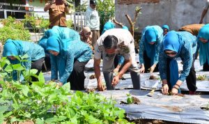 Rayakan HUT ke-52 Tahun, TP PKK Palopo Gelar Tanam Cabai Serentak