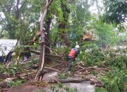 Makassar Diguyur Hujan Deras, Sejumlah Pohon Tumbang