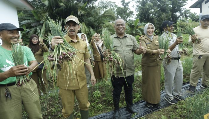 Pj. Wali Kota Palopo Panen Bawang Merah Perdana di BPP Kecamatan Mungkajang