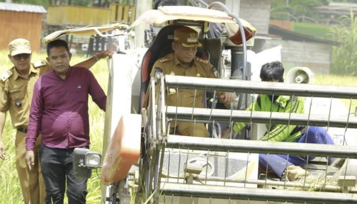 Bupati Luwu Turun Langsung Hadiri Panen Raya di Desa Tabbaja, Tegaskan Dukungan Penuh Untuk Petani