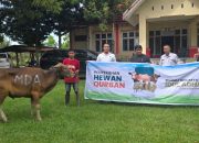 Idul Adha 1446 H, Masmindo Kurban 21 Ekor Sapi