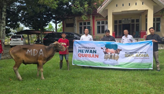 Idul Adha 1446 H, Masmindo Kurban 21 Ekor Sapi