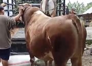Sapi Super Limosin Berat 807 Kg, Hadiah Spesial Presiden Prabowo Untuk Warga Palopo Pada Idul Adha