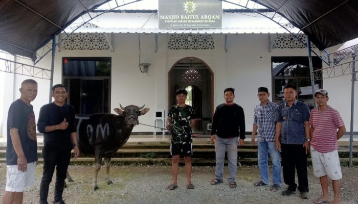Idul Adha 1446 H, PT BMS Tebar Kepedulian Lewat Sapi Kurban di Masjid Baitul Arqam Palopo