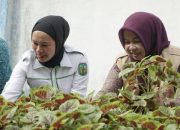 Ketua TP PKK Luwu Panen Perdana Bayam, Bukti Nyata Gerakan Pekarangan Produktif