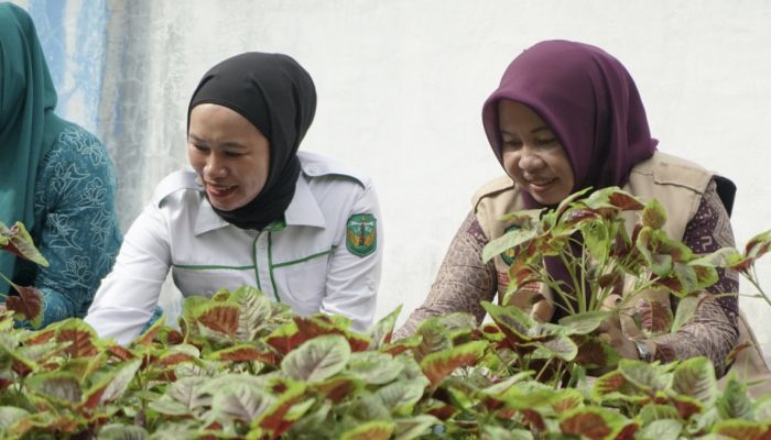 Ketua TP PKK Luwu Panen Perdana Bayam, Bukti Nyata Gerakan Pekarangan Produktif