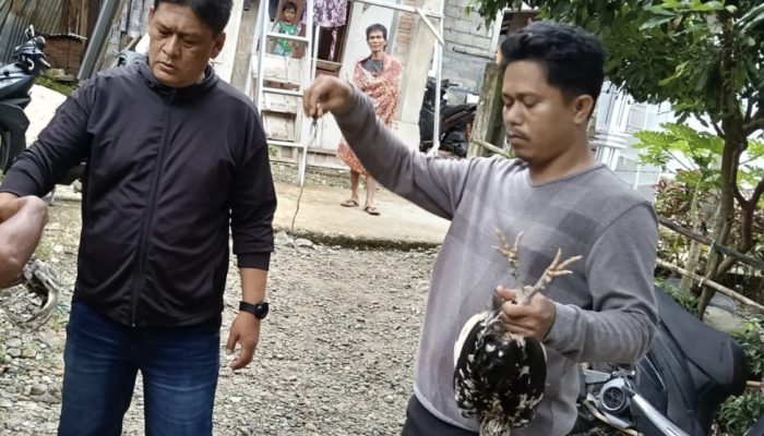 Polsek Waru Gerebek Arena Sabung Ayam, Pemain Kabur Tinggalkan Ayam dan Pisau Taji
