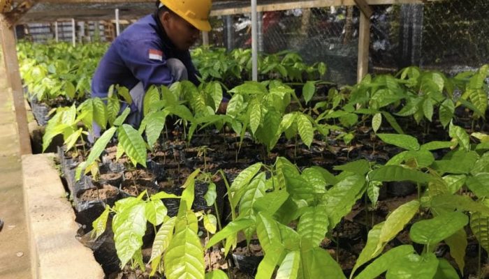 PT. BMS Gencarkan Program Pembibitan dan Penghijauan Untuk Kelestarian Lingkungan