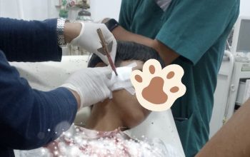 Remaja di Walenrang Timur Jadi Korban Serangan Busur, Pelaku Masih Diburu Polisi