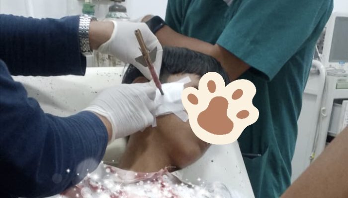 Remaja di Walenrang Timur Jadi Korban Serangan Busur, Pelaku Masih Diburu Polisi