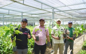 Pemkab Luwu Tinjau Pembibitan Kakao dan Pala, Dorong Produktivitas Petani