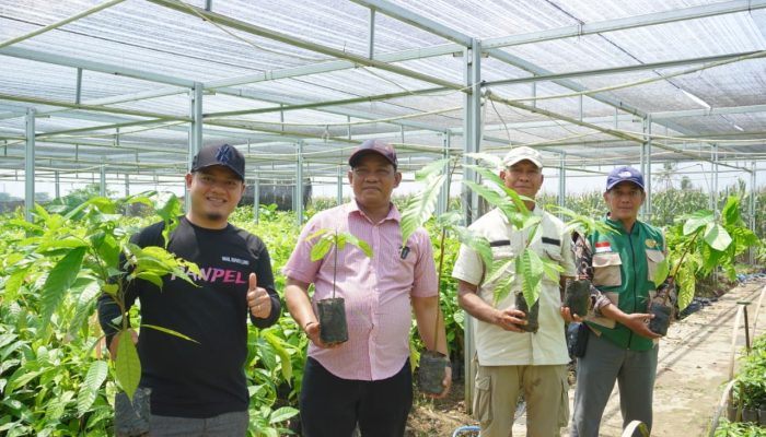 Pemkab Luwu Tinjau Pembibitan Kakao dan Pala, Dorong Produktivitas Petani
