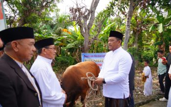 Idul Adha di Luwu, Ribuan Hewan Kurban Disalurkan untuk Masyarakat