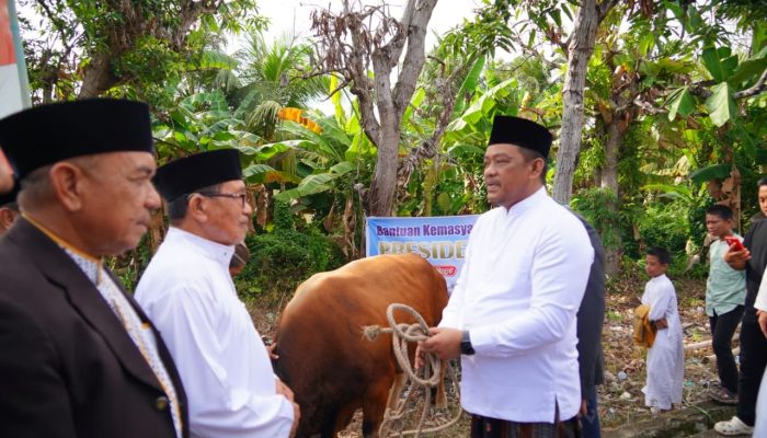 Idul Adha di Luwu, Ribuan Hewan Kurban Disalurkan untuk Masyarakat