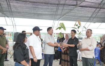 Libatkan 200 Okulator, Luwu Percepat Program Peremajaan Kakao